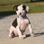 Adoptable (Official) Georgia Dogs for October 14, 2016
