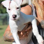 Adoptable (Official) Georgia Dogs for October 6, 2016