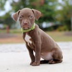Adoptable (Official) Georgia Dogs for October 13, 2016