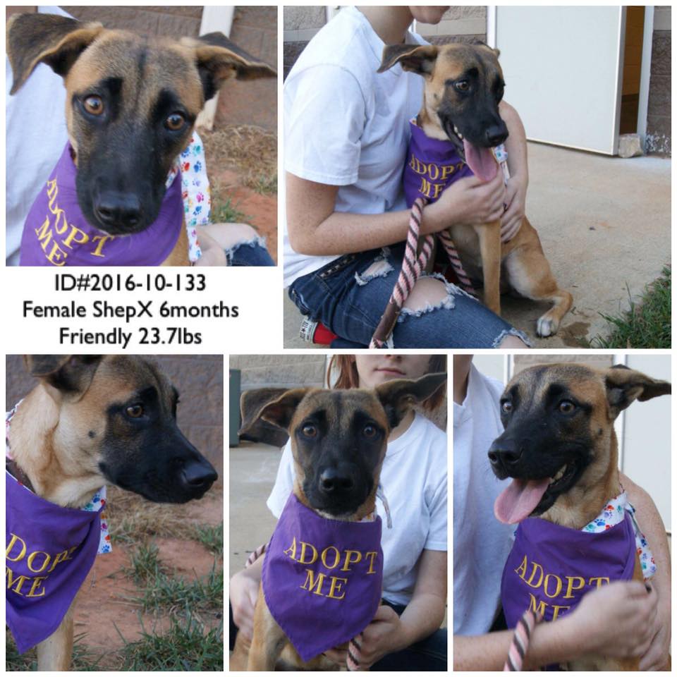 shep-girl2