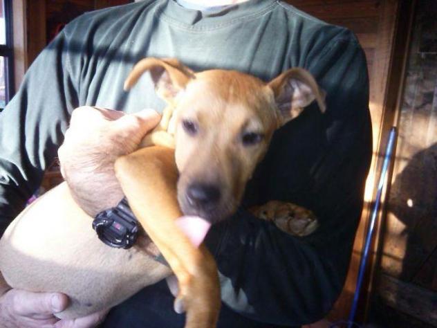 snickers-angel-dog