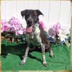 Adoptable (Official) Georgia Dogs for October 3, 2016