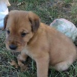 Adoptable (Official) Georgia Dogs for October 24, 2016