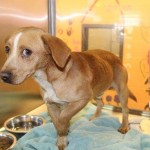 Adoptable Georgia Dogs for November 23, 2016