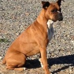 Adoptable (Official) Georgia Dogs for November 2, 2016