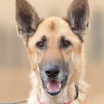 Adoptable (Official) Georgia Dogs for November 28, 2016