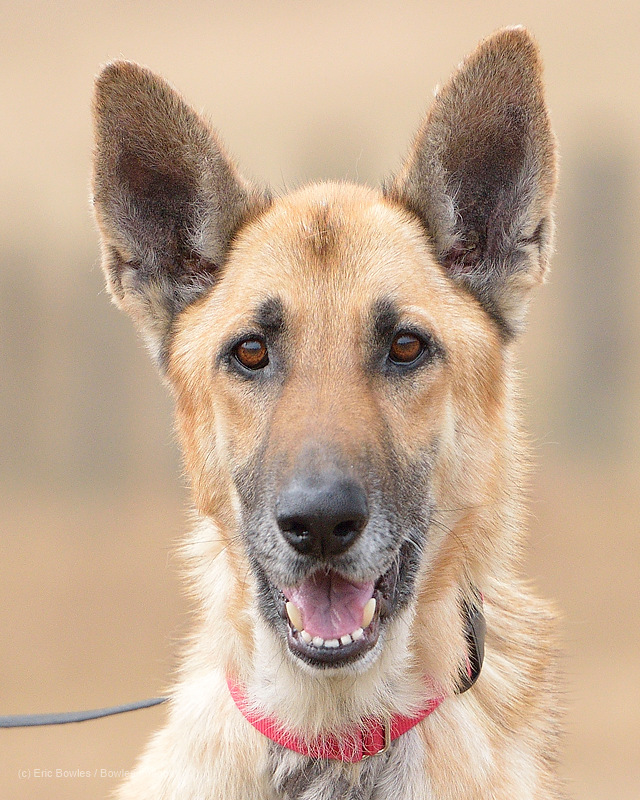 Canine Pet Rescue