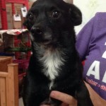 Adoptable (Official) Georgia Dogs for November 4, 2016