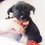 Adoptable (Official) Georgia Dogs for November 21, 2016