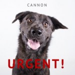 Adoptable (Official) Georgia Dogs for November 14, 2016