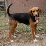Adoptable (Official) Georgia Dogs for November 16, 2016