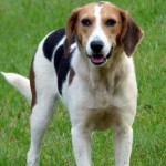 Adoptable Georgia Dogs for November 22, 2016