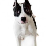 Adoptable (Official) Georgia Dogs for November 9, 2016