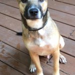 Adoptable (Official) Georgia Dogs for November 7, 2016
