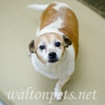 Adoptable (Official) Georgia Dogs for November 1, 2016