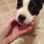 Adoptable (Official) Georgia Dogs for November 11, 2016