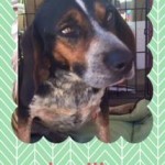 Adoptable (Official) Georgia Dogs for November 10, 2016
