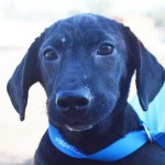Adoptable (Official) Georgia Dogs for November 18, 2016
