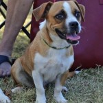 Adoptable (Official) Georgia Dogs for November 30, 2016