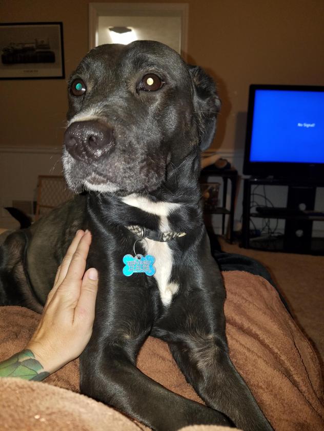 pippa_jasper