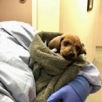 Adoptable (Official) Georgia Dogs for November 29, 2016