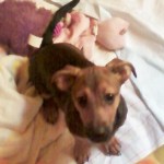 Adoptable (Official) Georgia Dogs for November 15, 2016