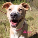 Adoptable (Official) Georgia Dogs for November 3, 2016
