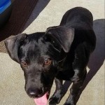 Adoptable (Official) Georgia Dogs for November 17, 2016