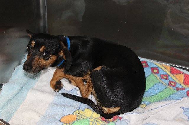 53705-doxie