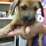 Adoptable (Official) Georgia Dogs for December 19, 2016