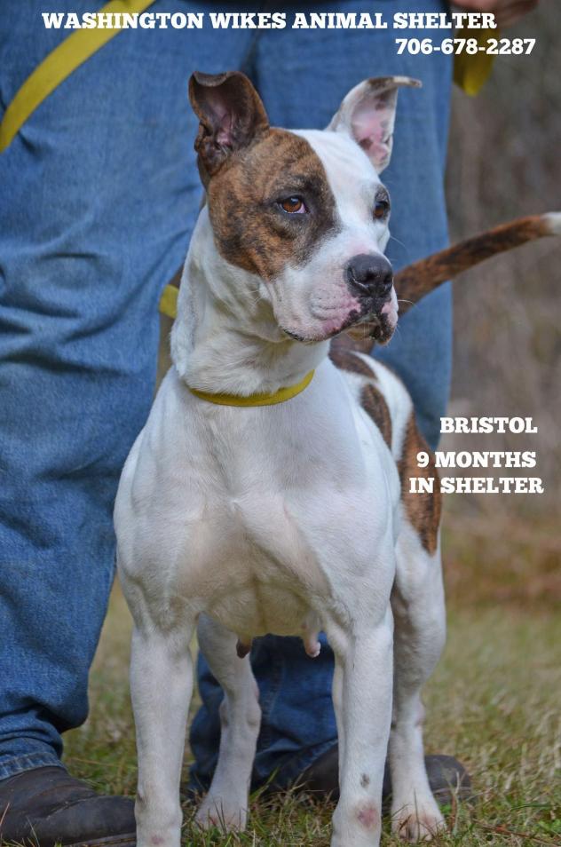 bristol