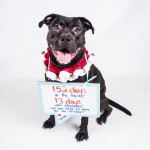 Adoptable (Official) Georgia Dogs for December 13, 2016