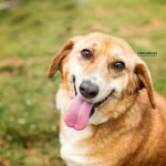 Adoptable (Official) Georgia Dogs for December 6, 2016
