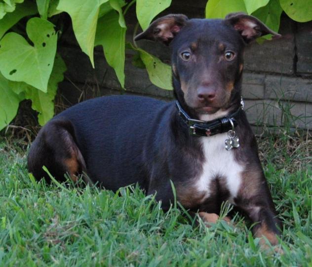 delilah