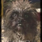 Adoptable Georgia Dogs for December 15, 2016