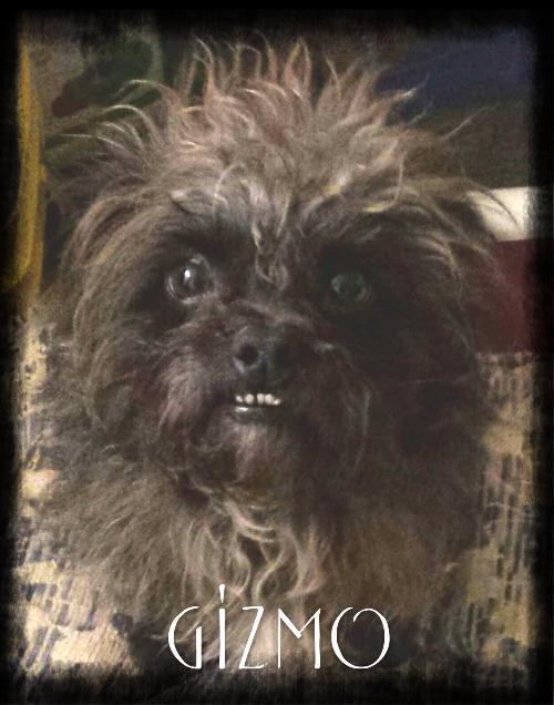 gizmo
