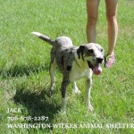Adoptable (Official) Georgia Dogs for December 5, 2016