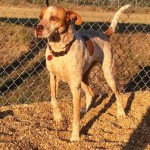 Adoptable (Official) Georgia Dogs for December 2, 2016