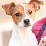 Adoptable (Official) Georgia Dogs for December 22, 2016