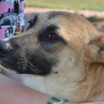 Adoptable (Official) Georgia Dogs for December 7, 2016