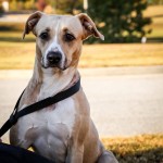 Adoptable (Official) Georgia Dogs for December 1, 2016