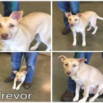 Adoptable (Official) Georgia Dogs for December 12, 2016