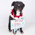 Adoptable (Official) Georgia Dogs for December 16, 2016