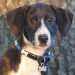 Adoptable (Official) Georgia Dogs for December 9, 2016