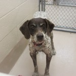 Adoptable (Official) Georgia Dogs for January 5, 2017