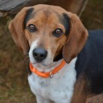 Adoptable (Official) Georgia Dogs for January 9, 2017