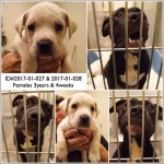 Adoptable (Official) Georgia Dogs for January 20, 2017