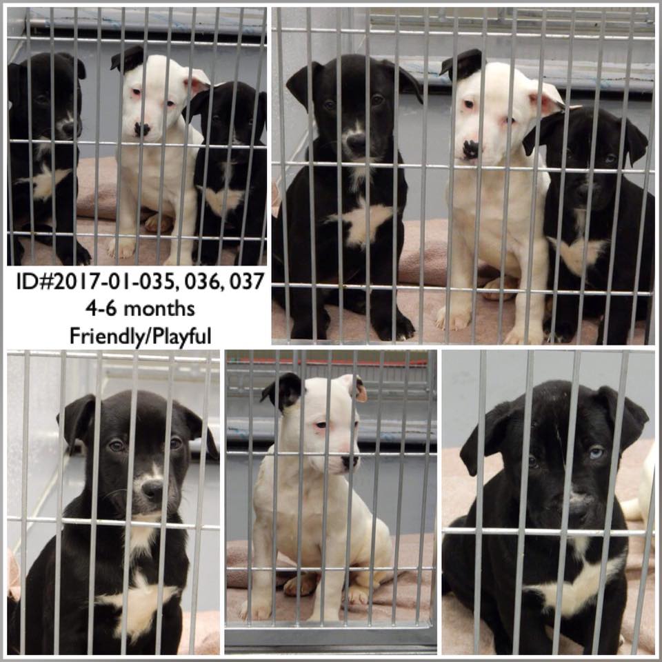 Barrow Three Puppies
