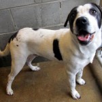 Adoptable (Official) Georgia Dogs for January 13, 2017