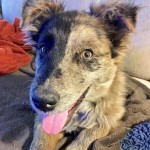 Adoptable (Official) Georgia Dogs for January 24, 2017